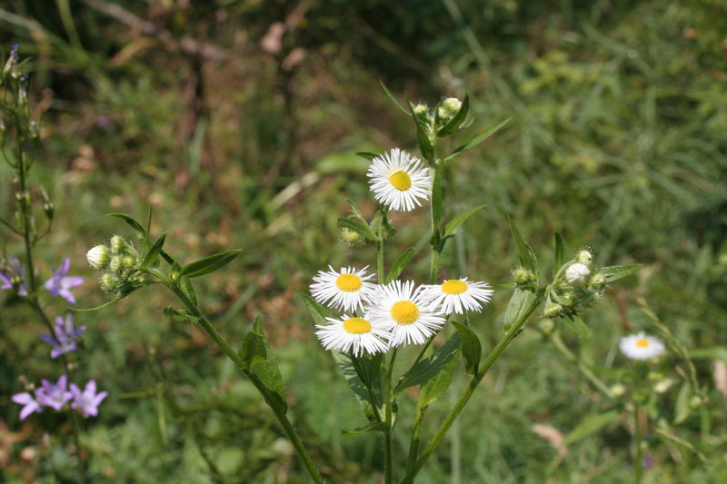 Erigeron annuus / Céspica annua